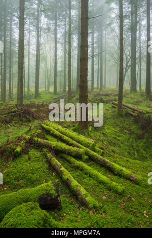 Koniferen in Stockhill Holz auf der Mendip Hills in Somerset, England. Stockfoto