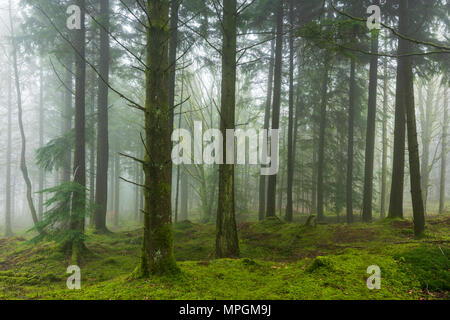 Koniferen in Stockhill Holz auf der Mendip Hills in Somerset, England. Stockfoto