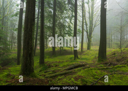 Koniferen in Stockhill Holz auf der Mendip Hills in Somerset, England. Stockfoto