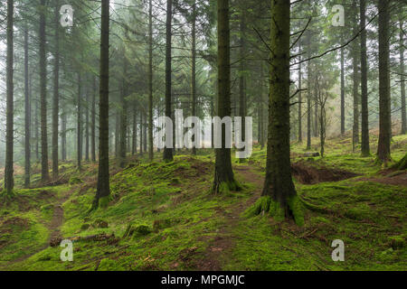 Koniferen in Stockhill Holz auf der Mendip Hills in Somerset, England. Stockfoto