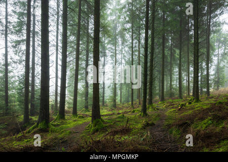 Koniferen in Stockhill Holz auf der Mendip Hills in Somerset, England. Stockfoto