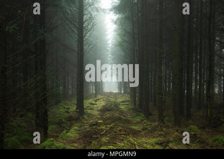 Koniferen in Stockhill Holz auf der Mendip Hills in Somerset, England. Stockfoto