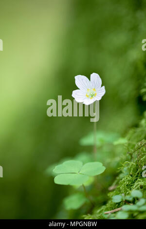 Gemeinsame Sauerklee (Oxalis Naiandinus) in Blüte in einem Waldgebiet in der Mendip Hills in Somerset, England. Stockfoto