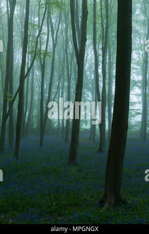 Bluebells in einem nebelhaften Buche Wald in der Dämmerung. Wrington Hill, North Somerset, England. Stockfoto