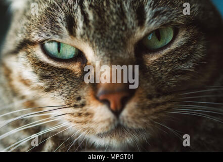 Tabby Katze Portrait, schoß schließen Stockfoto