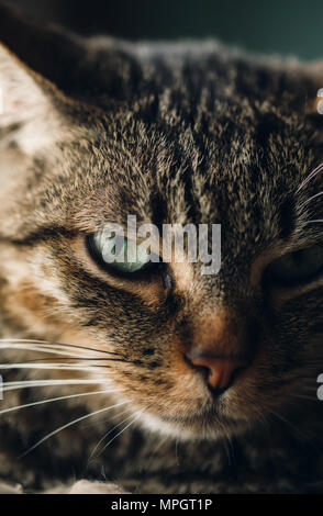 Tabby Katze Portrait, schoß schließen Stockfoto