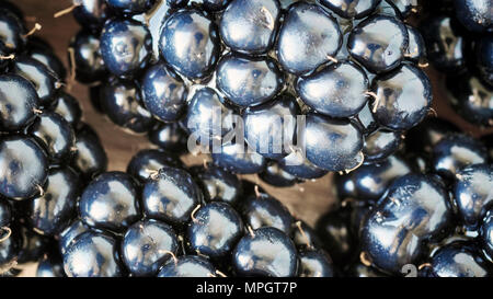 Extreme Nahaufnahme Bild von Brombeeren, geringe Tiefenschärfe. Stockfoto