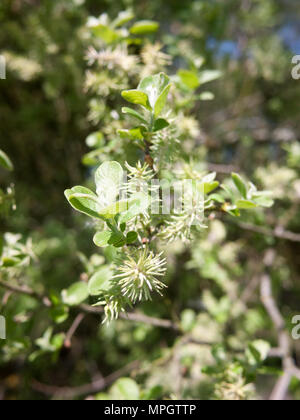 Nahaufnahme der Feder weiß catkin auf Baum Knospe Blüte grün-Zweig und Essex, England, Großbritannien Stockfoto