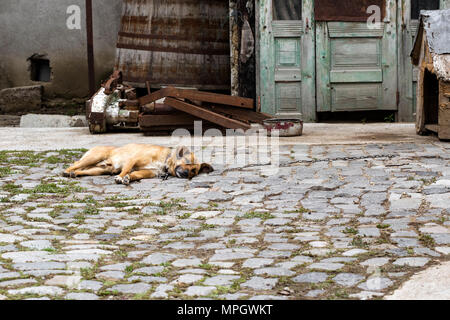 Streunende Hunde in der Kette auf dem Boden liegend - auf dem Land Ort Stockfoto