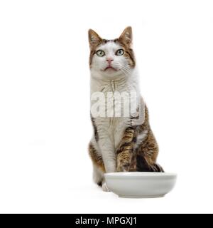 Alte tabby Katze sitzt neben einer Futterschüssel und warten auf das Essen - Isloatede auf weißem Hintergrund. Stockfoto