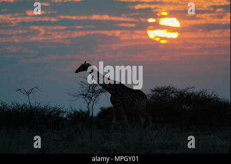 Giraffe Silhouette bei Sonnenaufgang, Etosha Nationalpark, Namibia, (Giraffa Camelopardalis) Stockfoto