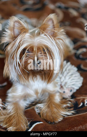 Schöne Welpen liegen auf einem flauschigen Teppich. Yorkshire Terrier. Stockfoto