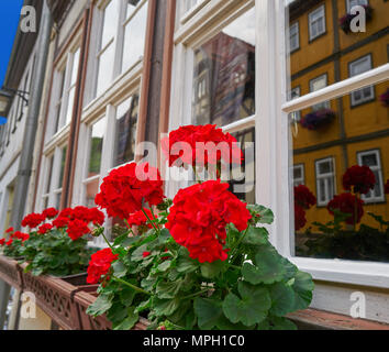 Stolberg Blumen im Harz Deutschland Stockfoto