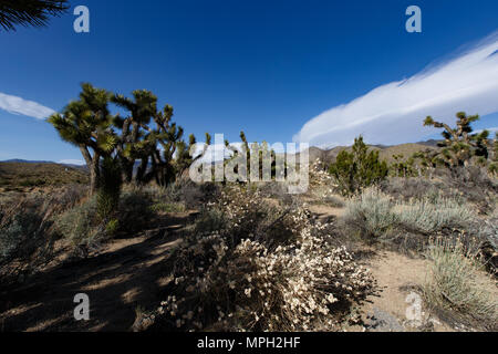 Joshua Bäume, in der Nähe von State Route 178 und Walker Pass in Kern County, Kalifornien. Die Passstrasse erreicht 5.250 Fuß Höhe und links die Movave Wüste w Stockfoto