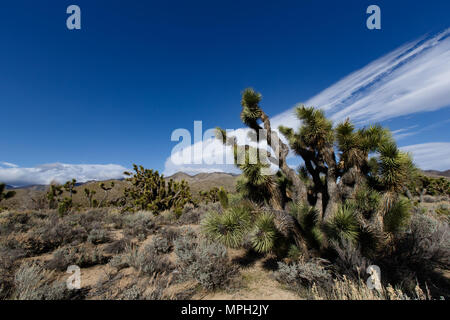 Joshua Bäume, in der Nähe von State Route 178 und Walker Pass in Kern County, Kalifornien. Die Passstrasse erreicht 5.250 Fuß Höhe und links die Movave Wüste w Stockfoto