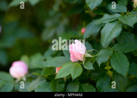 Kleine rosa Rose Makro auf Zweig selektiven Fokus Stockfoto