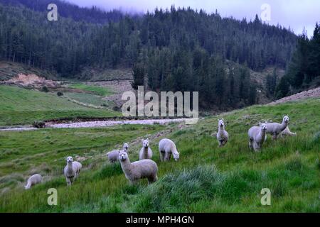 Alpaka - Zoo in GRANJA PORCON-evangelischen Kooperativen - Departement Cajamarca PERU Stockfoto