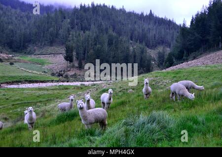 Alpaka - Zoo in GRANJA PORCON-evangelischen Kooperativen - Departement Cajamarca PERU Stockfoto