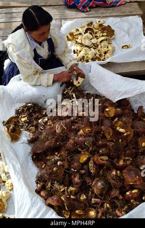 Peeling Pilze in GRANJA PORCON-Evangelikalen Genossenschaft. Abteilung von Cajamarca PERU Stockfoto