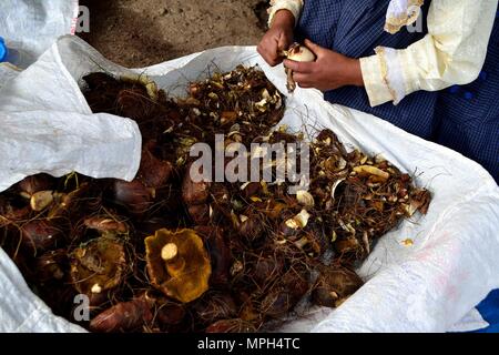 Peeling Pilze in GRANJA PORCON-Evangelikalen Genossenschaft. Abteilung von Cajamarca PERU Stockfoto