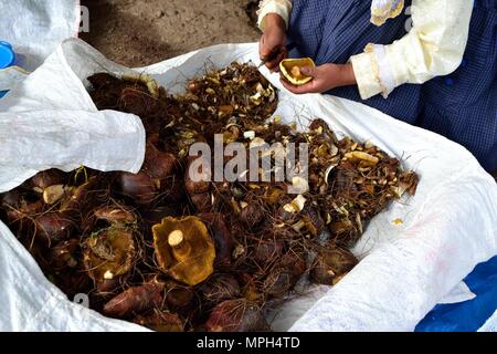 Peeling Pilze in GRANJA PORCON-Evangelikalen Genossenschaft. Abteilung von Cajamarca PERU Stockfoto