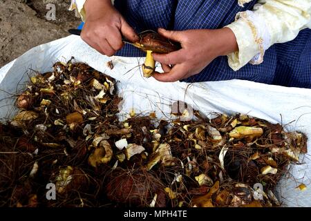 Peeling Pilze in GRANJA PORCON-Evangelikalen Genossenschaft. Abteilung von Cajamarca PERU Stockfoto