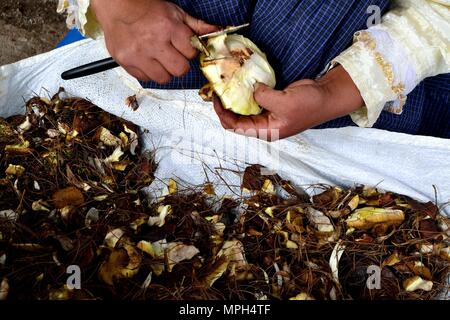 Peeling Pilze in GRANJA PORCON-Evangelikalen Genossenschaft. Abteilung von Cajamarca PERU Stockfoto