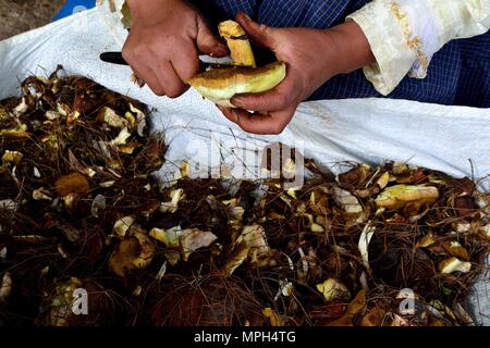 Peeling Pilze in GRANJA PORCON-Evangelikalen Genossenschaft. Abteilung von Cajamarca PERU Stockfoto