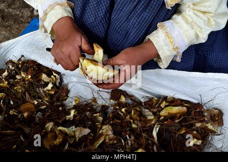 Peeling Pilze in GRANJA PORCON-Evangelikalen Genossenschaft. Abteilung von Cajamarca PERU Stockfoto