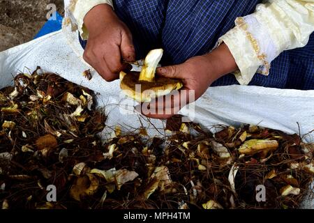 Peeling Pilze in GRANJA PORCON-Evangelikalen Genossenschaft. Abteilung von Cajamarca PERU Stockfoto