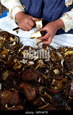 Peeling Pilze in GRANJA PORCON-Evangelikalen Genossenschaft. Abteilung von Cajamarca PERU Stockfoto