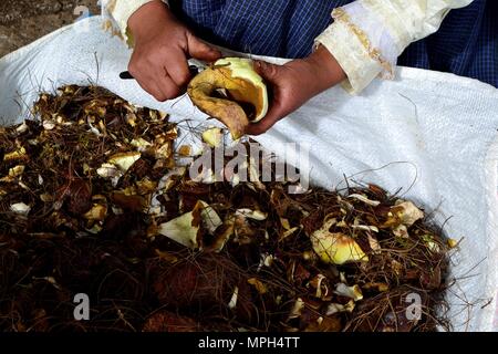 Peeling Pilze in GRANJA PORCON-Evangelikalen Genossenschaft. Abteilung von Cajamarca PERU Stockfoto