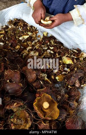 Peeling Pilze in GRANJA PORCON-Evangelikalen Genossenschaft. Abteilung von Cajamarca PERU Stockfoto