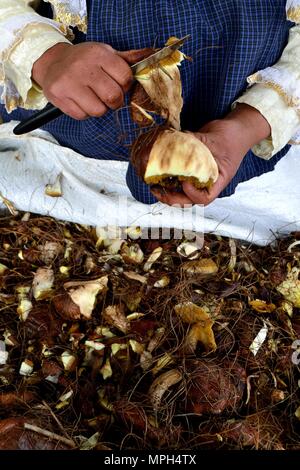 Peeling Pilze in GRANJA PORCON-Evangelikalen Genossenschaft. Abteilung von Cajamarca PERU Stockfoto