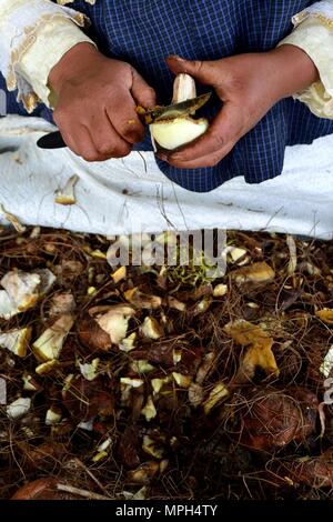 Peeling Pilze in GRANJA PORCON-Evangelikalen Genossenschaft. Abteilung von Cajamarca PERU Stockfoto