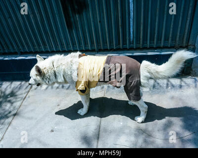 Guachiman Hund mit Schutzkleidung, Konzept Bild und Humor Stockfoto