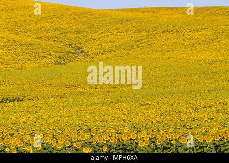 Bereich der Blühende Sonnenblumen mit Hügeln im Hintergrund, Toskana, Italien Stockfoto