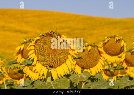 Bereich der Blühende Sonnenblumen mit Hügeln im Hintergrund, Toskana, Italien Stockfoto