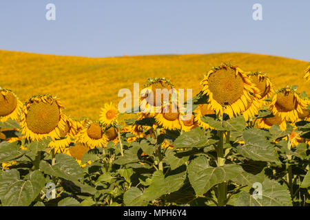 Bereich der Blühende Sonnenblumen mit Hügeln im Hintergrund, Toskana, Italien Stockfoto