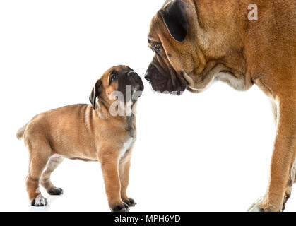 Mutter und Welpen Cane Corso Italiano zusammen, auf weissem isoliert. Stockfoto