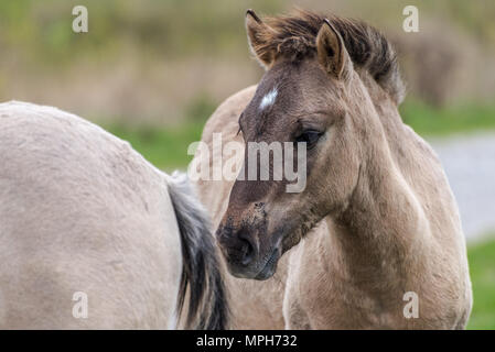 Porträt einer Konik Pferd im Oostvaardersplassen in den Niederlanden Stockfoto