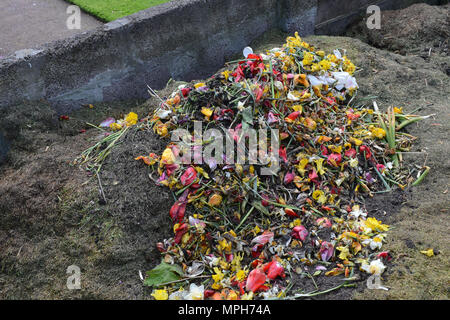 Komposthaufen mit einige bunte Mischung von Toten vorangegangen Tulpen und Blumen kompostiert werden Stockfoto
