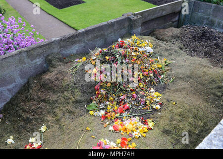 Komposthaufen mit einige bunte Mischung von Toten vorangegangen Tulpen und Blumen kompostiert werden Stockfoto