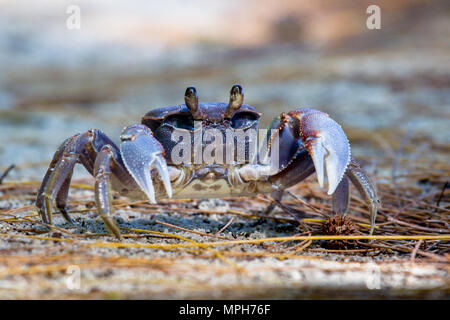 Seespinne (Neosarmatium meinerti) am Strand auf Cousin, Seychellen. Stockfoto