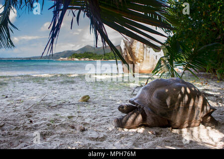 Riesenschildkröte (Aldabrachelys gigantea) am Strand auf Curieuse, Seychellen. Stockfoto