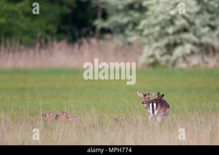 Gemeinsame Stare (Sturnus vulgaris) sitzt auf einem Damwild (Dama Dama) auf einer Wiese im Frühling im Naturschutzgebiet Mönchbruch in der Nähe von Frankfurt Stockfoto