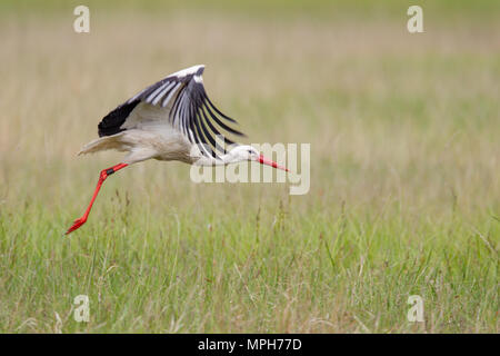 Weißstorch (Ciconia ciconia) Fliegen über einer Wiese im Frühling im Naturschutzgebiet Mönchbruch in der Nähe von Frankfurt, Deutschland. Stockfoto