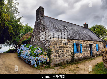 Bunte Hortensien Blumen in einem kleinen Dorf, Bretagne, Frankreich Stockfoto