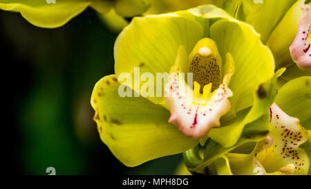 Grün und rosa Cymbidium orchid Hybrid mit selektiven Fokus, Boot Orchideenblüte in einem Gewächshaus im östlichen Himalaya Stockfoto