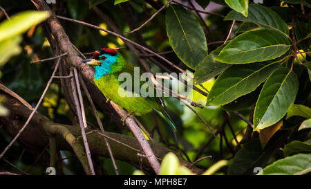 Blue-throated Barbet (Megalaima asiatica) auf einem Baum. Barbet Vogel Stockfoto